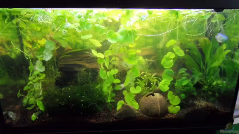 das traute Heim das traute Heim