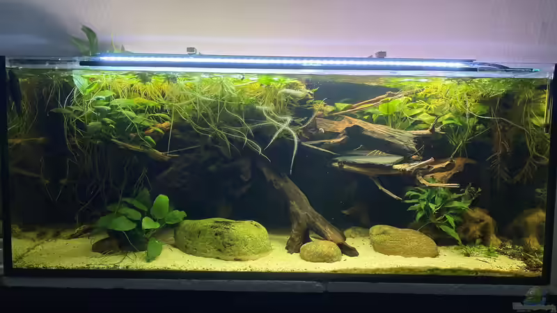 Das versteht man unter biologischem Gleichgewicht im Aquarium