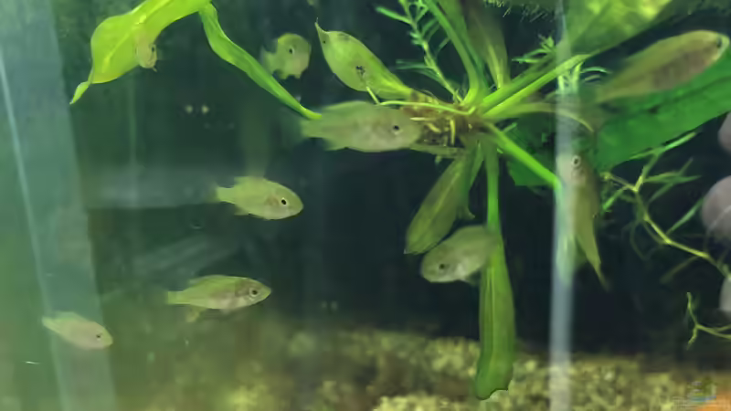 Das Wachstum von Fischen???