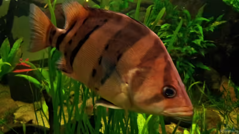 Aquarien mit Datnioides pulcher (Siamesischer Tigerbarsch)