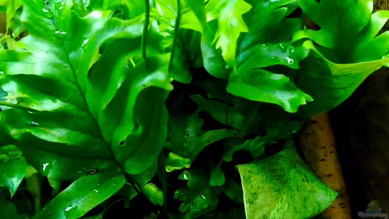 Davallia bullata / Hasenpfotenfarn, Hasenfu??farn.