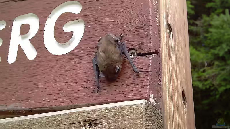 Den Garten fledermausgerecht gestalten - Ein umfassender Leitfaden für Naturfreunde und Aquarianer mit Herz für nachtaktive Jäger