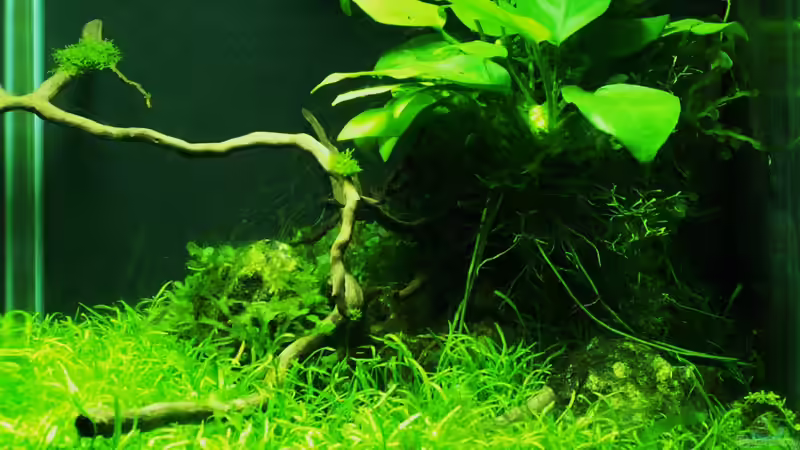 Dennerle Nano Cube 20 L Dennerle Nano Cube 20 L