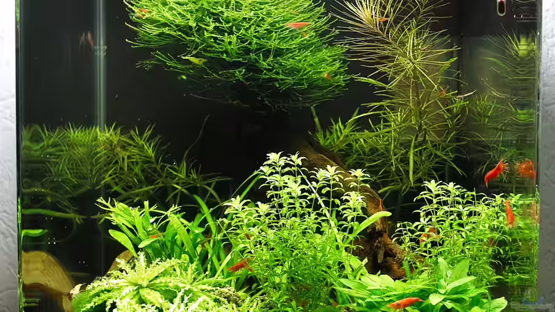 Dennerle Nano Cube Complete Plus 30L Dennerle Nano Cube Complete Plus 30L