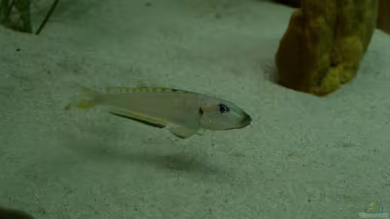 Der Anfang Der Anfang