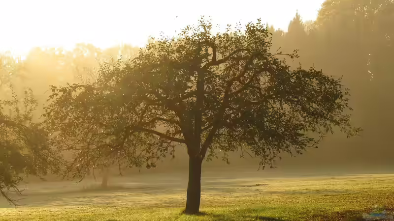 Der Bartholomäustag: Wenn der Sommer dem Herbst die Hand reicht