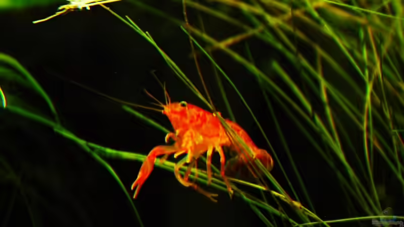 Der Chef im Becken Der Chef im Becken