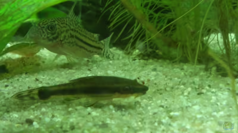 Aquarien mit Otocinclus vittatus (Längsstreifen-Ohrgitter-Harnischwels)