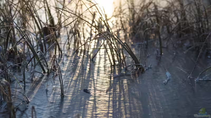 Der erste Schneefall am Gartenteich: Was jetzt zu tun ist