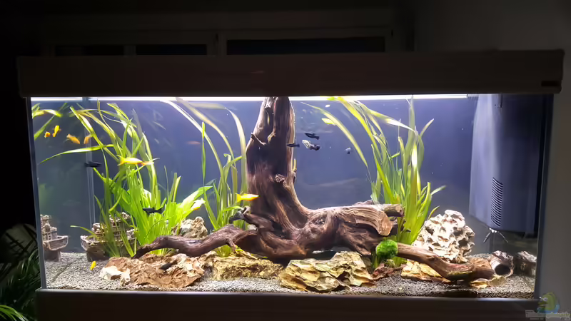 Der erste Streich (aktuell Nov 16) Der erste Streich (aktuell Nov 16)