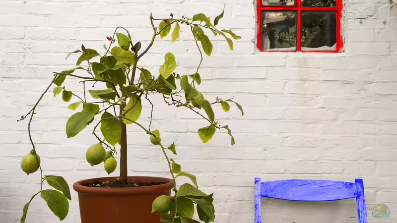 Der Frühling: Kritische Übergangszeit für Zitruspflanzen