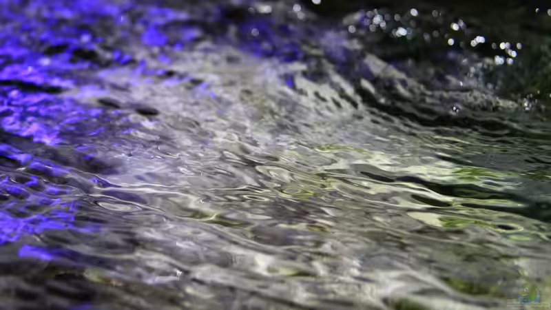 Der Gasaustausch: Darum ist er so wichtig für ein funktionierendes Aquarium