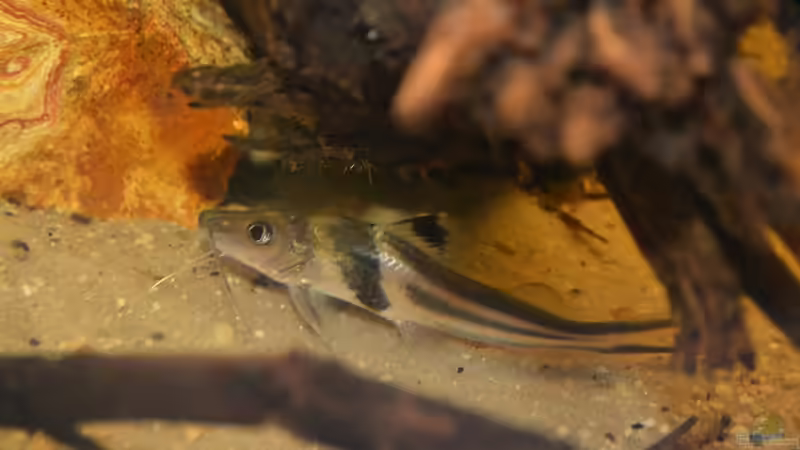 Pimelodus ornatus im Aquarium halten (Einrichtungsbeispiele für Schmuckantennenwelse)