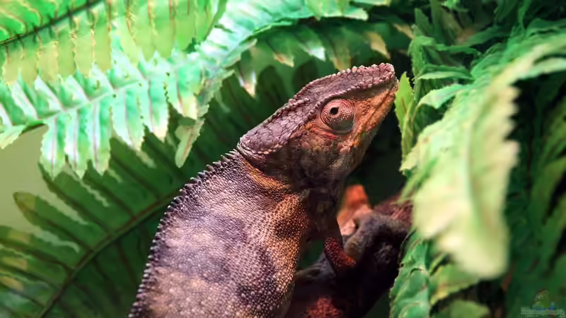 Der natürliche Lebensraum von Furcifer pardalis