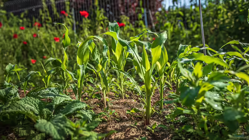 Der Nutzgarten: Alles, was Sie über den Anbau von Gemüse, Obst und Kräutern wissen müssen