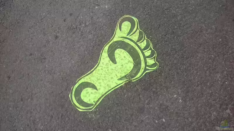 Der ökologische Fußabdruck: Was er bedeutet, wie man ihn misst und wie wir ihn verkleinern können