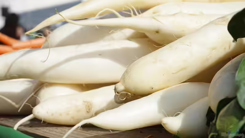 Der Radi - So kannst du den bayerischen Brotzeit-Rettich selbst anbauen