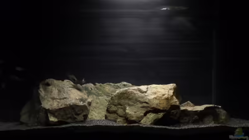 Der Spielplatz für die Jungfische! Der Spielplatz für die Jungfische!