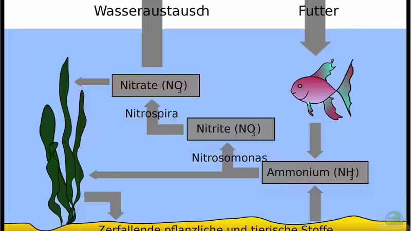 Der Stickstoffkreislauf im Aquarium und Gartenteich: Ein Einblick in die biologische Stabilität