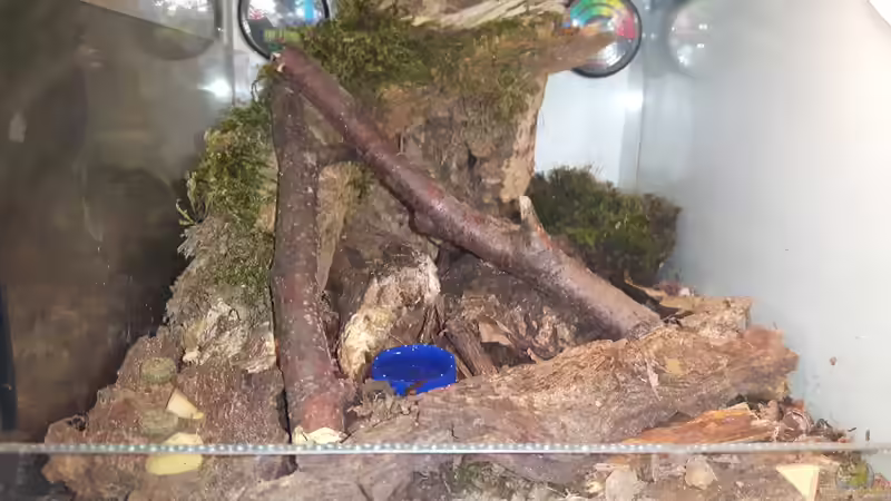 Der ultimative Leitfaden für den Kauf von Terrariumdekoration: Worauf Sie achten sollten