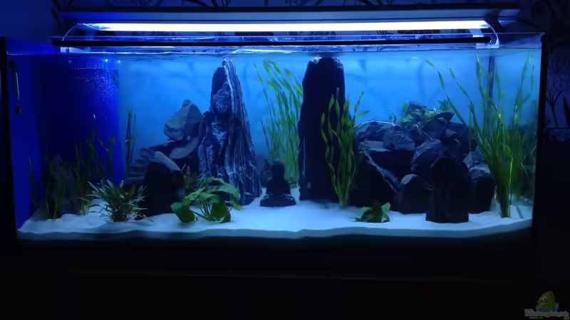 Der vergessene Buddha Der vergessene Buddha