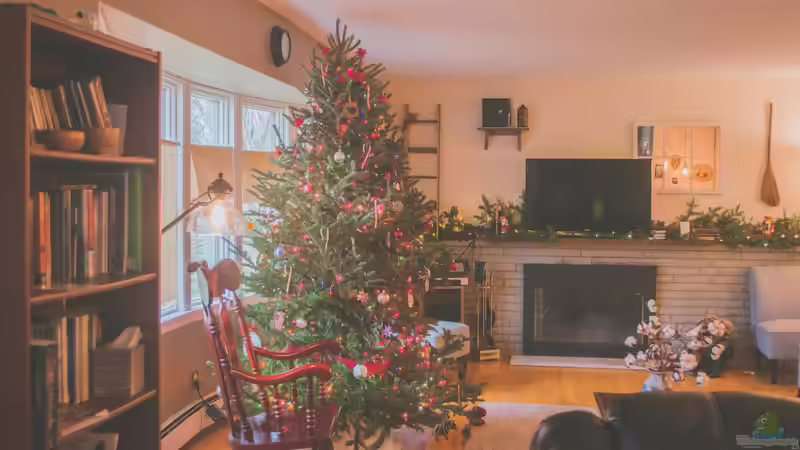 Der Weihnachtsbaum im Wandel der Zeit