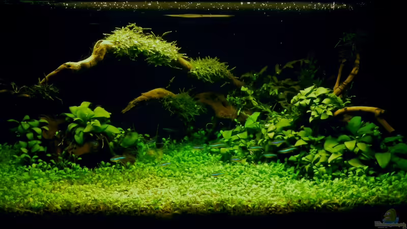 `Der Zauberwald` `Der Zauberwald`