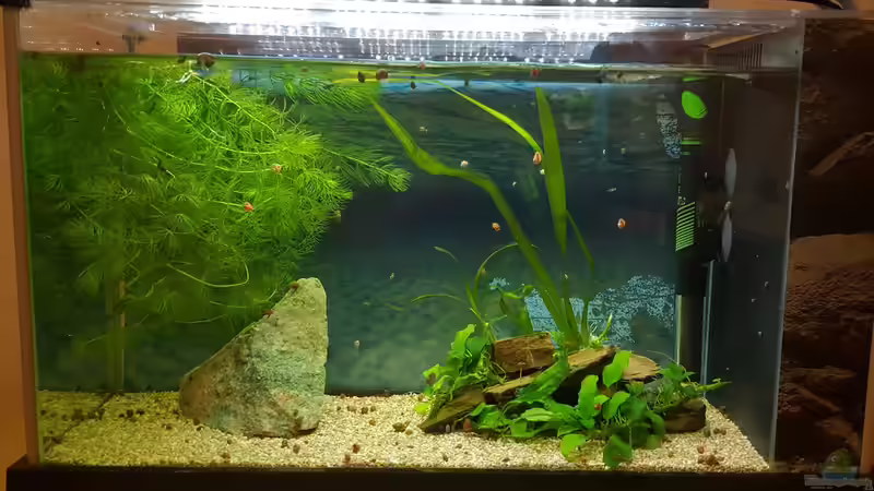 Der zweite Streich Der zweite Streich