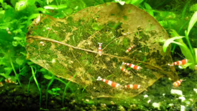 Detritus - ein oft unterschätztes Thema in der Aquaristik