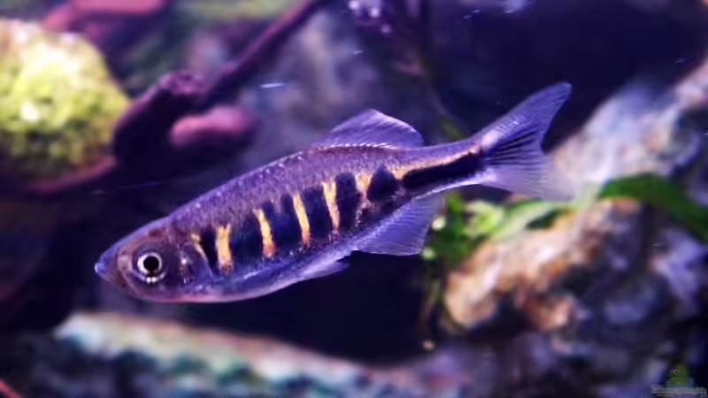 Devario pathirana im Aquarium halten (Einrichtungsbeispiele für Pathiranas Bärbling)