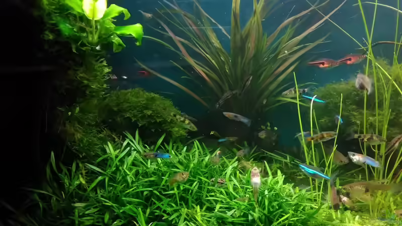 Zwergwasserkelch im Aquarium pflegen (Einrichtungsbeispiele für Cryptocoryne parva)
