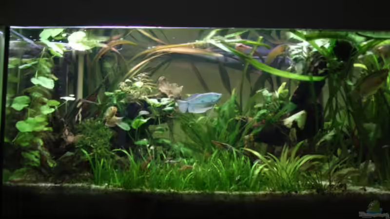 Dezember 08 Dezember 08