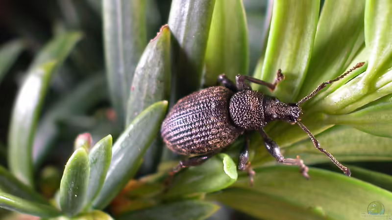 Dickmaulrüssler frühzeitig bekämpfen