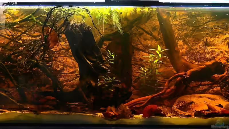 Dicrossus-Aquarium Dicrossus-Aquarium