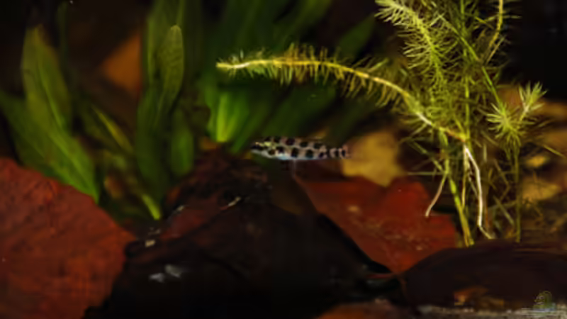 Dicrossus filamentosus-ein Erfahrungsbericht