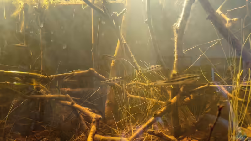 Aquarien mit Dicrossus filamentosus (Gabelschwanz-Schachbrettbuntbarsch)