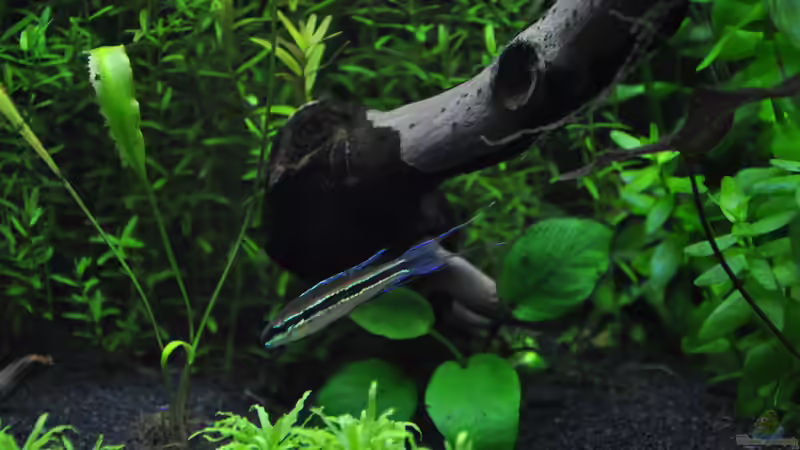 Dicrossus maculatus im Aquarium halten (Einrichtungsbeispiele für Schachbrettcichliden)