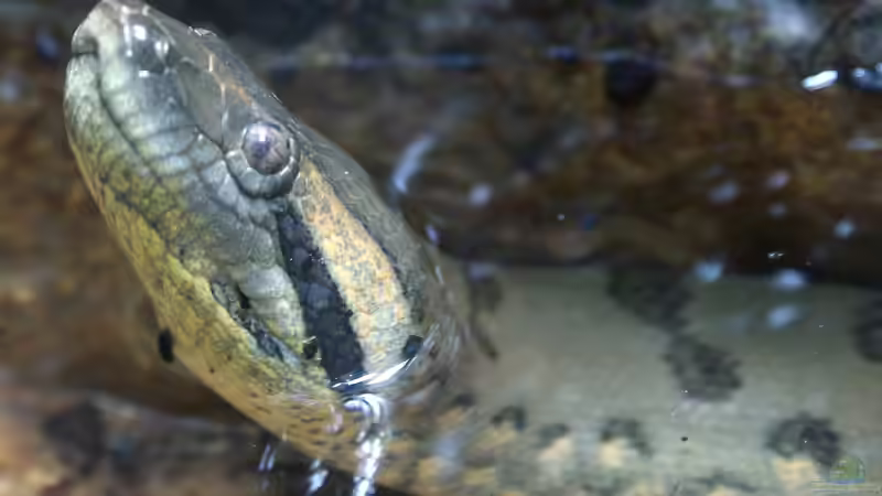 Die 5 größten Schlangenarten der Erde