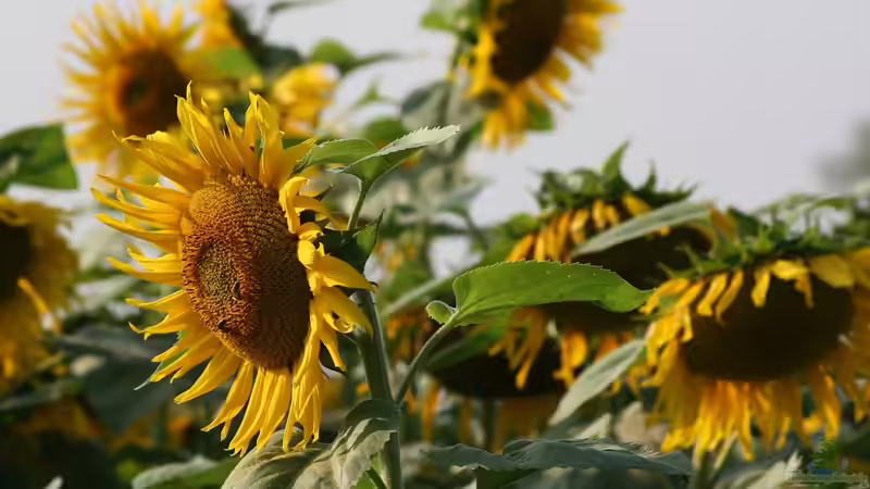 Die am schnellsten wachsenden Pflanzen für den Garten – So holst du dir blitzschnell grün in dein Beet