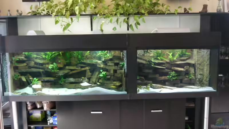 Die Anlage links Tanganjika rechts Malawi Die Anlage links Tanganjika rechts Malawi