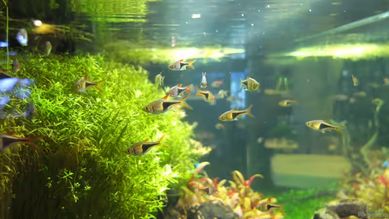 Die Balz der Keilfleckbärblinge - Ein tiefgehender Blick auf Verhalten, Bedingungen und erfolgreiche Nachzucht