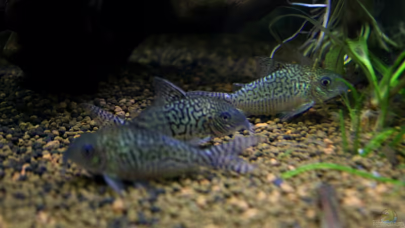 Corydoras sodalis im Aquarium halten (Einrichtungsbeispiele mit C. sodalis)