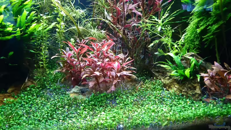 Die beliebtesten Bodendeckerpflanzen für das Aquarium