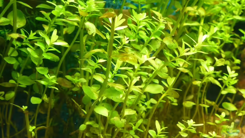 Die beliebtesten Stängelpflanzen in der Aquaristik