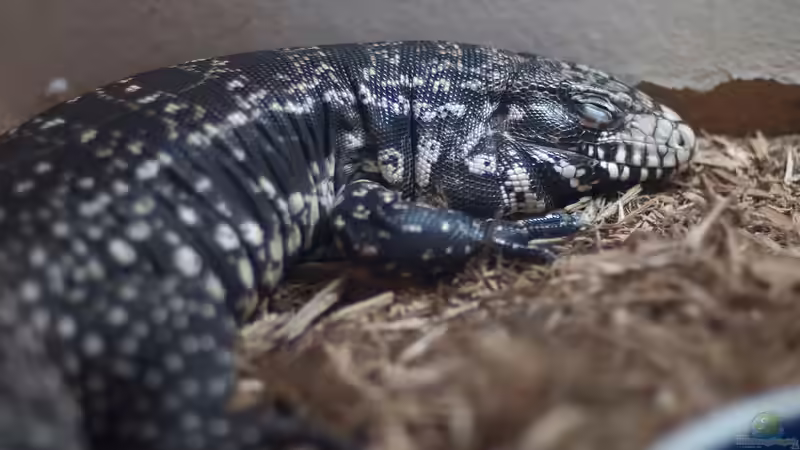 Die besondere Herausforderung für Reptilienhalter: Tejus