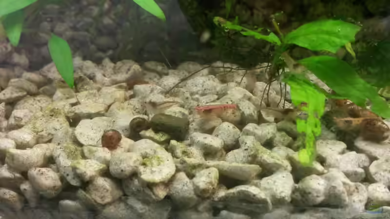 Die Bewohner des kleinen Beckens im Juni 2015. Die Bewohner des kleinen Beckens im Juni 2015.