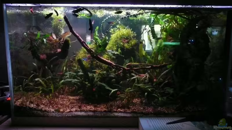 Die Bilder sind etwas dunkel geraten, da die Kamera irgendwie es nicht schafft. Stelle bald bessere rein... Die Bilder sind etwas dunkel geraten, da die Kamera irgendwie es nicht schafft. Stelle bald bessere rein...