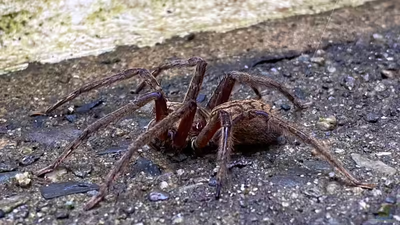 Die Faszination der Bananenspinne: Einblicke in die exotische Welt dieser faszinierenden Terrarienbewohner