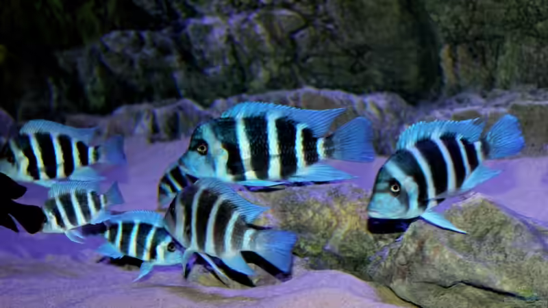 Die Faszination Frontosa: Elegante Buntbarsche aus Ostafrika