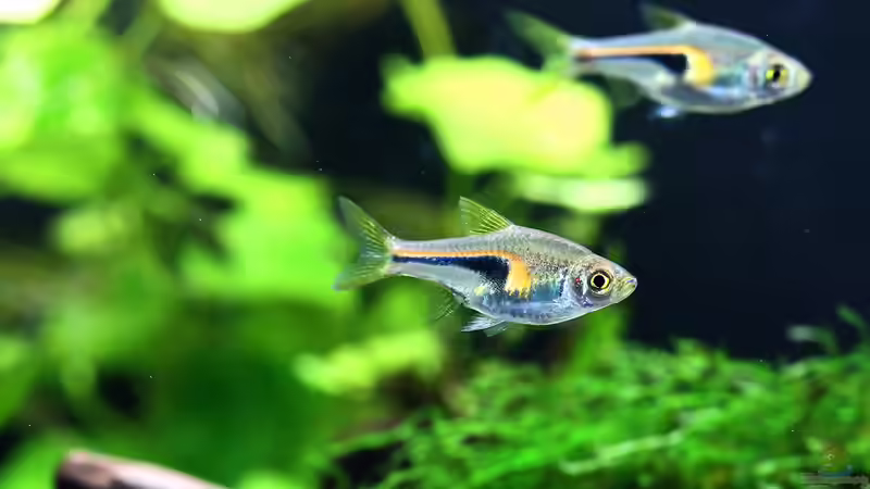 Die faszinierende Welt der Traditionellen Aquaristik: Ein Tauchgang mit den Geheimnissen der Keilfleckbärblinge